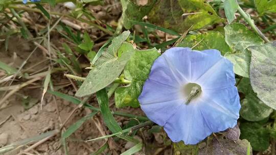 牵牛花实拍