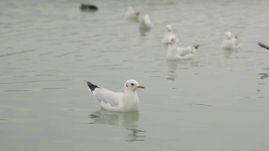 自然：红嘴海鸥漂浮在水面