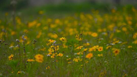 青草上的黄色小野菊