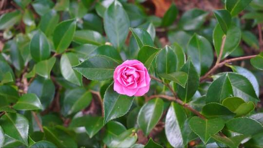 山茶花的特写