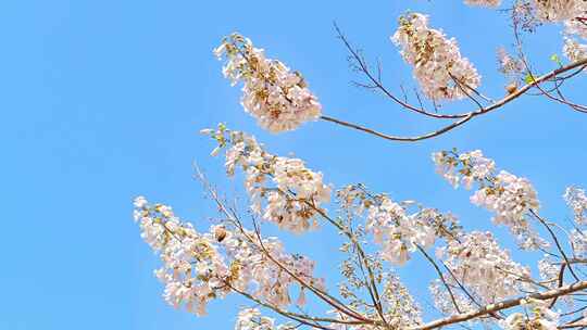 北京亦庄的梧桐大道花海街道