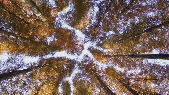 秋天的杉树