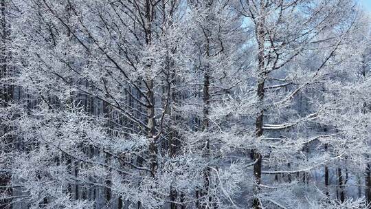 寒冬松林雪景松树林雪林雪松松枝挂雪