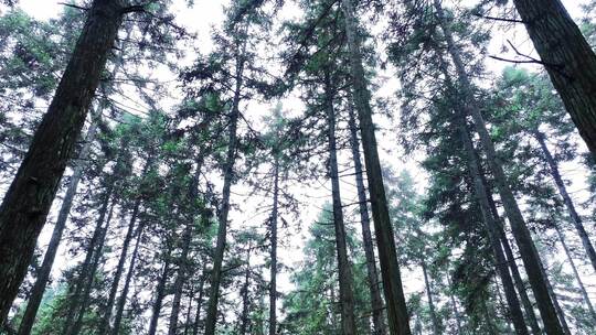 森林树木林下穿梭4K原创生态自然环境宣传片
