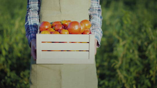 农夫手端一箱番茄特写镜头