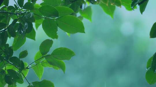 森林树叶下雨