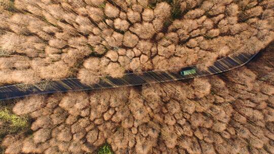 重庆南川山王坪森林跟车俯拍视频素材模板下载
