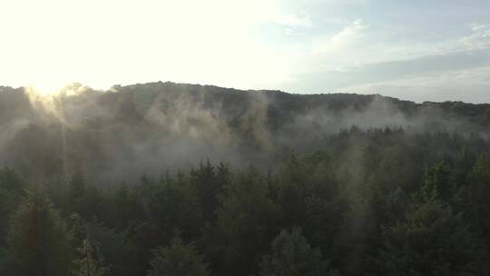日出时薄雾笼罩的森林