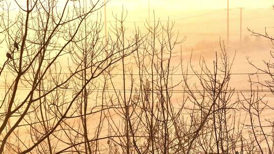 航拍清晨日出树林群鸟栖息朝阳河流日光晨雾视频素材模板下载