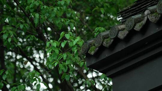 109 杭州 寺庙 古建筑 下雨天 屋檐 树枝视频素材模板下载