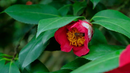 花园蜜蜂飞舞采蜜 茶花 中华野山蜂