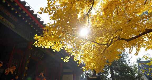 北京红螺寺秋天银杏飘落