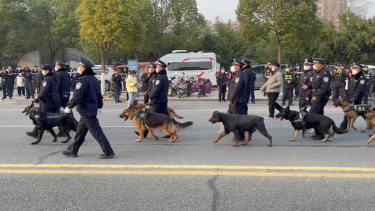 大型活动武警执勤警犬