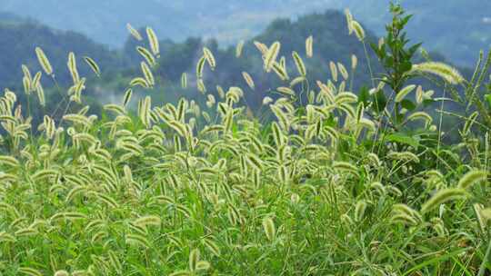 狗尾巴草草丛野草植物狗尾草公园唯美风景