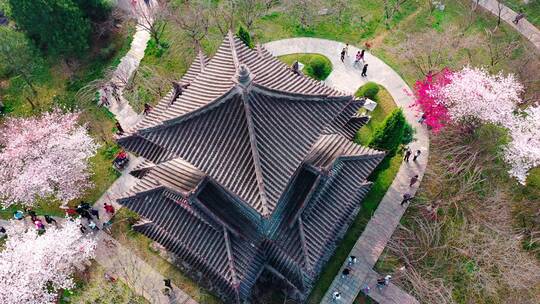 西安青龙寺樱花