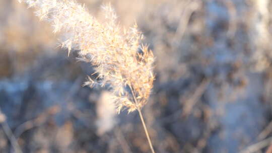 芦苇 禾本科 花 干芦苇 被子植物湿地边