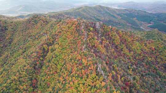 秋天五花山森林黑龙江小兴安岭林区航拍