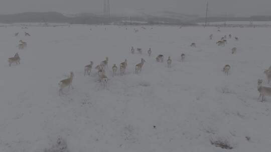 冬天雪地里来了野生黄羊