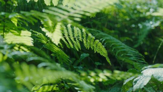 森林植被