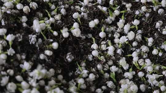 升格慢动作微距特写茉莉花与茉莉花茶制作