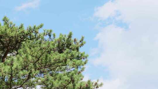 蓝天白云下的松树枝