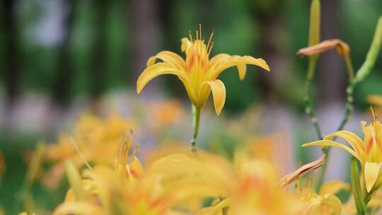 萱草花、黄花菜4K120帧升格视频