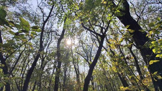 秋季小树林光影