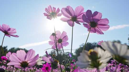 格桑花特写