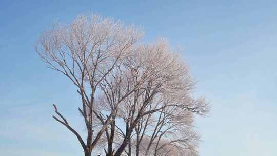 雪后蓝天衬托下的雾凇树挂树淞