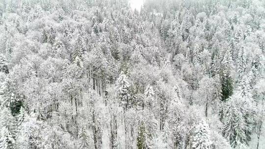 山上积雪覆盖的松树纹理