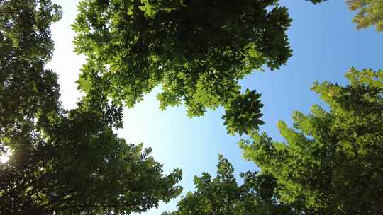 城市绿化夏日阳光树枝树叶植物鲜花实拍