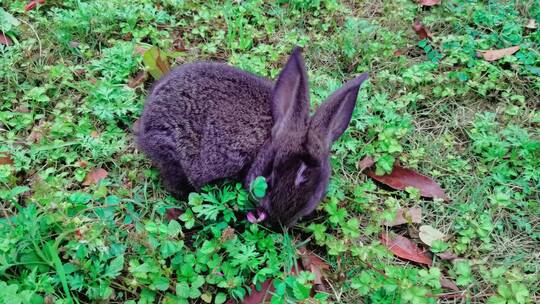 兔子吃草野兔灰兔视频素材模板下载