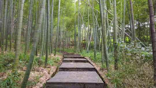 湖南耒阳蔡伦竹海4k竹林