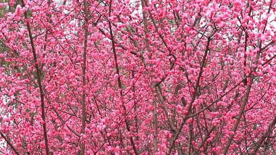 春天梅花盛开，鸟儿在红梅枝头的场景实拍