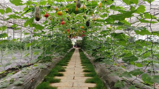 现代农业种植大棚有机蔬菜