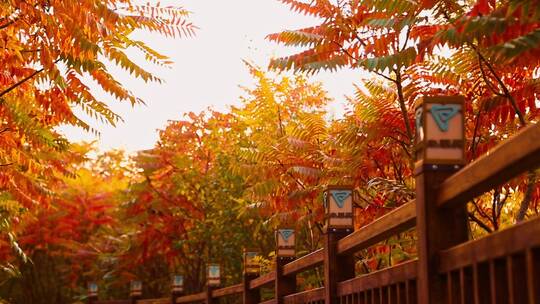 天津南翠屏公园栈道植物红叶枫叶林间小径