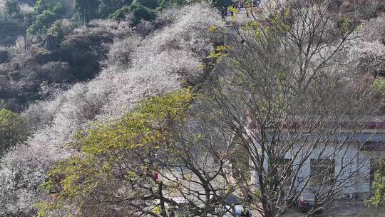 中国广东省广州市从化区广州流溪梅花节