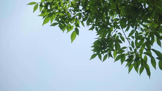 220516梅湖银杏树林A01690298