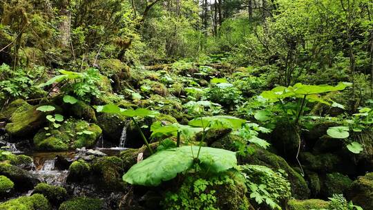 大山深处原始森林热带丛林河流小溪