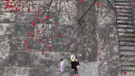 中国广东省佛山市平胜大桥木棉花