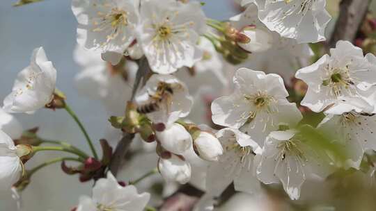 樱花与蜜蜂