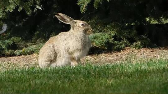 特写长耳大野兔趴在草地上