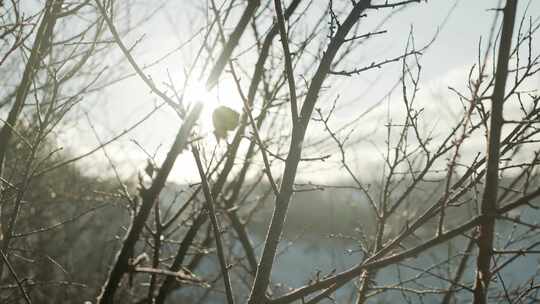 冬天，裸树，树枝，下雪