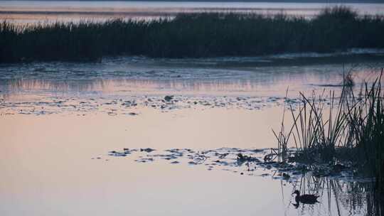 鸭子，湖，平静，河