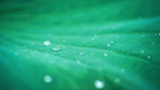 夏季下雨时荷叶水珠特写