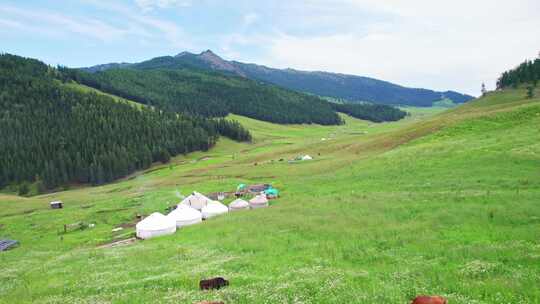 新疆北疆阿勒泰河谷草原夏牧场放牧牧区航拍