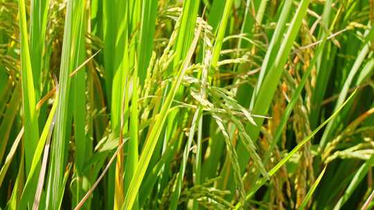 乡下农田里生长茂盛稻穗饱满的水稻随风摇动