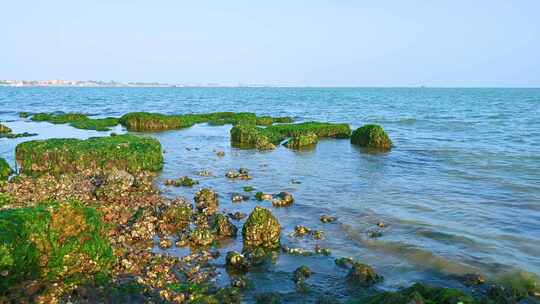 湛江海边退潮后的礁石海浪与绿色海草苔藓