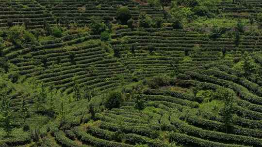 茶叶 茶园 抄茶 中国茶 茶天下 茶