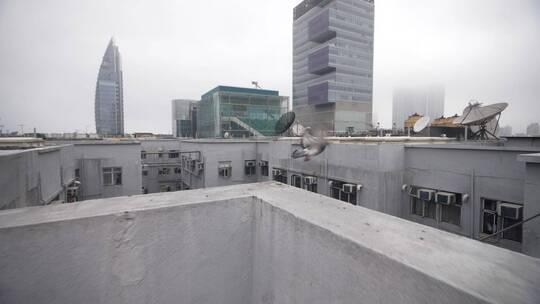 鸽子在屋顶上飞行视频素材模板下载